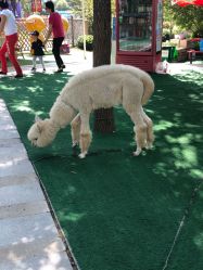 点击看大图 -萌宠亲子动物乐园(槐房万达店)