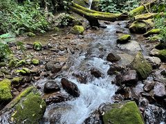 -莫里热带雨林景区