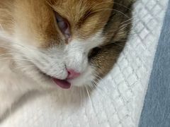 -瑞派·关忠动物医院·猫专科·犬专科(三环新城店)