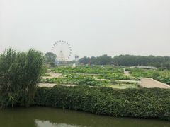 -白洋淀景区