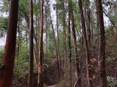 -火炉山森林公园