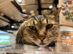 -猫的天空之城概念书店(杭州南宋御街店)