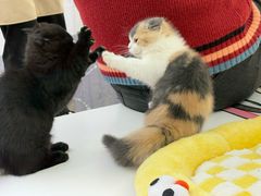-小猫来了·猫舍(红山六九七九店)