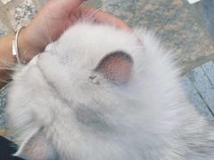 -喵屿·大理花园猫咖