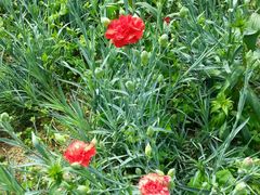 -松山湖梦幻百花洲