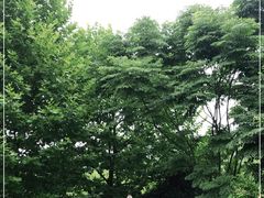 -都江堰中华大熊猫苑