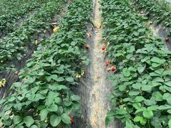 -铁山坪森林公园