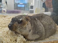 -怪兽屋·羊驼·猫咖·狗咖(俊华广场店)