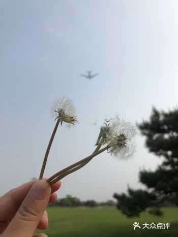 日光机场|西湖园看飞机起落,小众拍照休闲必去的地方