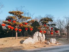 -莲花池公园
