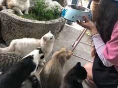 -喵屿·大理花园猫咖