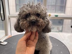 -爱宠屋pet shop·宠物洗澡·宠物美容