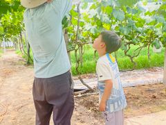 -马陆小张葡萄园农家乐