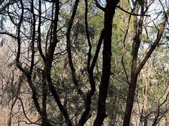 -北京鹫峰国家森林公园