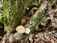 -牛背梁国家森林公园