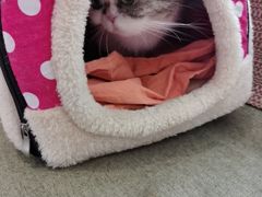 -御宝贝·A梦猫科宠物医院(国际猫友好医院)