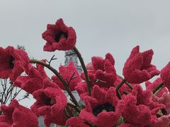 -荷兰花海