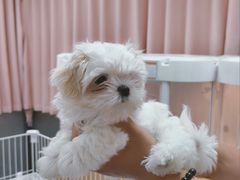 -翊宠yipet猫狗购宠庄园犬舍•猫舍