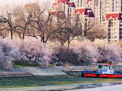 -桃花堤公园