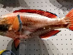 -贝林大翅鲸简餐厅(国家海洋博物馆店)