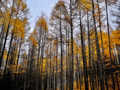 -莫尔道嘎国家森林公园