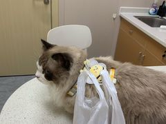 -安安宠医·臻爱宠物医院·宠保定点(营门口路分院)