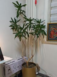 -紫洁俪方（北京）医疗美容