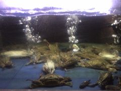 -阿英煲(凉城路店)