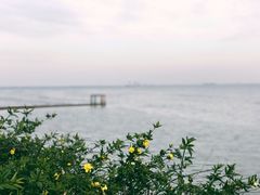 -贡湖湾湿地公园