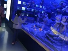 -成都泰迪熊博物馆