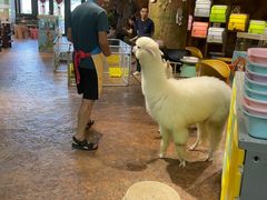 -杭州开元森泊度假乐园