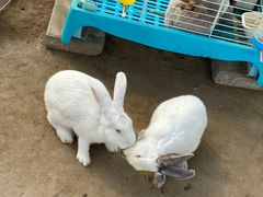 -前小桔亲子创意农场·草莓采摘·露营烧烤