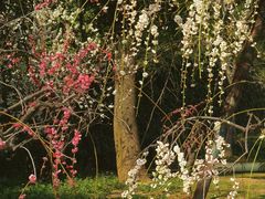 -梅花山(明孝陵内)