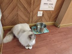 -MOCHA明星猫咖(田子坊店)