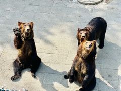 -大连森林动物园