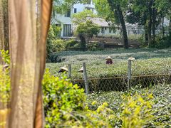 -野蔓果·山野菜(西湖景区·龙井茶田店)