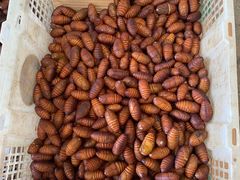 -大连双兴商品城