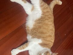 -悠尼宠物·独立低压伊珊娜洗护·美容·寄养(兰谷路店)