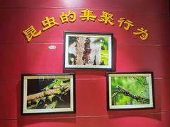 -上海昆虫博物馆