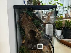 -酷以爬仙阁实体爬宠店·守宫·蜥蜴·专业繁育