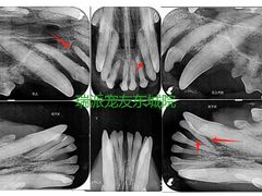 -东莞宠友24H宠物中心医院·转诊夜诊·异宠(新河北路院)