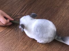 -藦茜花园宠物主题亲子互动体验馆(国顺东路店)