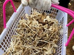 -铁山坪森林公园