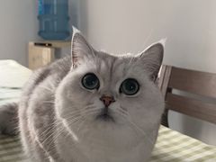 -关爱宠物医院·猫科中心·消化科(滨湖万达分院)