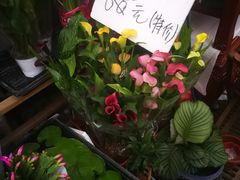 -秦美花卉(天朗·莱茵小城2期店)