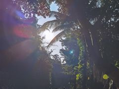 -西双版纳原始森林公园