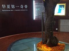 -诸城市恐龙博物馆