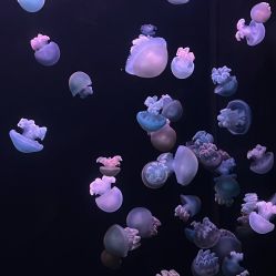-Zoolung Zoolung动物主题公园(海信广场店)