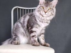 -十年猫舍·猫咪专门店(普陀店)