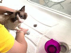 -十年猫舍·猫咪专门店(普陀店)